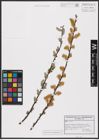 Foto von Salix aurita L.